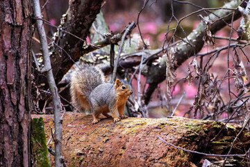 Wall Mural - the fox squirrel (sciurus niger), also known as the eastern fox squirrel or bryant's fox squirrel.