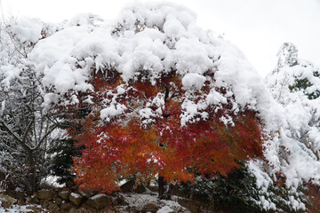 Wall Mural - Mount Bukhan in the First Snow