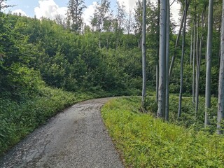 Sticker - Czech forest from Jeseniky mountains