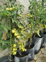 Wall Mural - green tomato plant in the garden