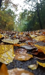 Wall Mural - A close-up view of wet, colorful autumn leaves scattered on a forest path, highlighting the beauty of nature in rainy weather.