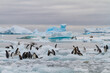 © robertharding - First year Adelie penguin (Pygoscelis adeliae) chicks at breeding colony at Brown Bluff, Antarctica