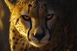 © ChaoticMind - A forward-facing portrait of a cheetah with gleaming orange eyes that capture the viewer's attention, highlighting the feline's elegance and powerful presence.