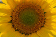 © robertharding - View of sunflowers at Barlow Sunflower Fields, Barlow, Derbyshire, England, United Kingdom