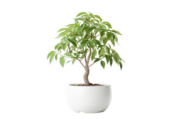 A healthy money tree in a ceramic pot with well-defined leaves and an elegant shape, standing alone on a white background.