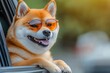 © neiros - With sunglasses on, a Shiba Inu dog peers out the car window, feeling extremely content.