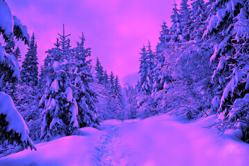 Wall Mural - winter landscape of mountains, path in snow in fir forest. evening in neon color