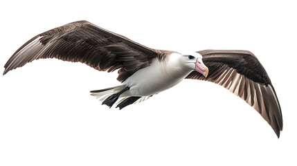 Wall Mural - seagull in flight isolated