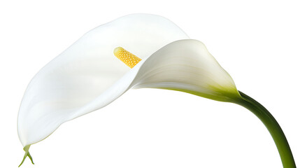 Wall Mural - white calla lily isolated