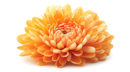 Wall Mural - orange dahlia isolated on white