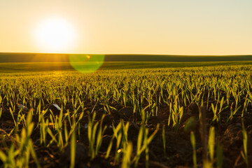 Wall Mural - Winter wheat sprouts emerge brightly in a rural field, reaching towards the sun. The warm light of dawn enhances the lush green growth, symbolizing the promise of a fruitful harvest