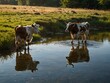 © claudunia - Cows grazing near a shimmering pond.