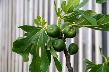 Wall Mural - Green organic figs fruits growing on fig tree in summer