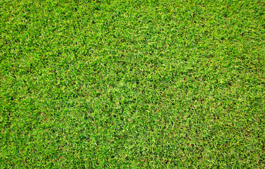 Canvas Print - green grass background