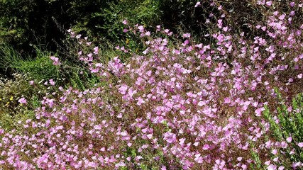 Wall Mural - Hill Fairyfan, Clarkia Bottae, a population of these pleasing native monoclinous annual herbs display raceme inflorescences on sunny chaparral slopes of the Santa Monica Mountains during late Spring.