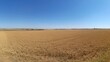 © nabila - Golden Wheat Field Under Clear Blue Sky