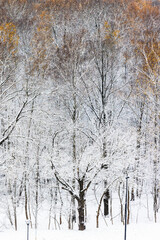 Wall Mural - snowy trees in park covered with the first snow