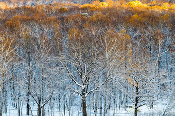 Wall Mural - snowy oak grove with treetops lit buy setting sun