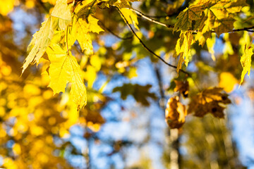 Wall Mural - maple twig with yellow leaves lit by sun in autumn
