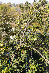 Wall Mural - above view of quince tree in village garden