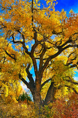 Wall Mural - yellow foliage and sprawling branches of a cottonwood tree in the fall