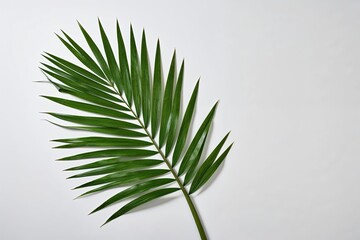 Isolated Large Green Palm Leaf on Clean White Background