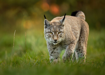 Wall Mural - Eurasian lynx ( Lynx lynx ) close up