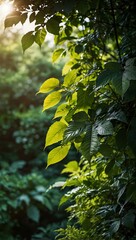 Lush green leaves under sunlight, serene natural atmosphere.