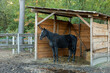 © Fotema - A horse is resting in a wooden shelter in a paddock at a free-range stable.