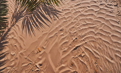 Poster - Palm tree is casting a shadow on the sand. The sand is brown and has some footprints in it