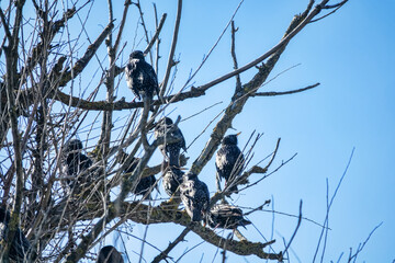 A flock of migratory starlings rests and sings in the crown of old English elm. During the spring migration, males sing on their way home