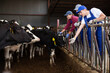 © JackF - Three skilled adult young male female farmers standing together during working on dairy livestock farm
