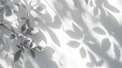 Blurred background of leaf shadows and light on a white wall