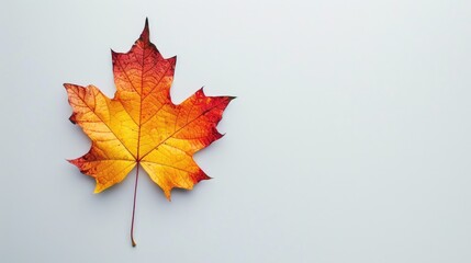 Wall Mural - Maple Leaf with Autumn Colors on White Background.