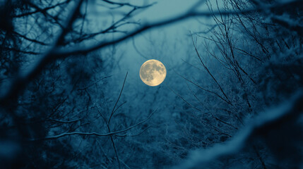 Wall Mural - moon in the night, full moon over the forest, moon in the forest