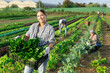 © JackF - Girl works on plantation garden bed, cuts bunches of acelga and puts them in box for transportation to supermarket. Seasonal work in field. From seedbed to supermarket window table