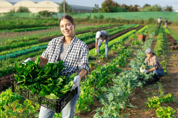 Girl works on plantation garden bed, cuts bunches of acelga and puts them in box for transportation to supermarket. Seasonal work in field. From seedbed to supermarket window table