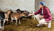 © JackF - Female farmer takes care of herd of goats in a paddock at an animal farm