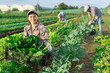© JackF - Girl works on plantation garden bed, cuts bunches of acelga and puts them in box for transportation to supermarket. Seasonal work in field. From seedbed to supermarket window table