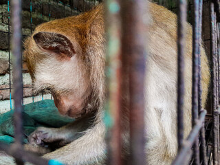 Wall Mural - Sad and lonely monkey looking out of the cage. Wild captured monkey, close up shot.