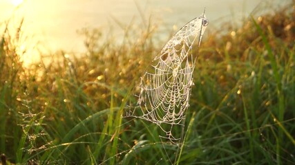 Wall Mural - dew on grass