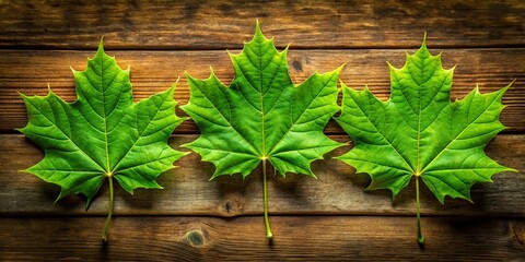 Wall Mural - Candid Photography of Three Green Maple Leaves Arranged Side by Side on Natural Background, Capturing the Beauty of Nature's Textures and Colors in a Serene Setting