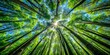© Triple P - A low angle perspective revealing the majesty of a lush forest canopy, sunlight filtering through the leaves and illuminating the sky above.