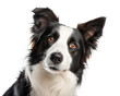 © Selena Moore - Black and white border collie portrait looking at camera isolated on white background. Border collie headshot on white