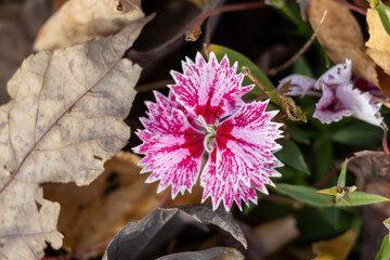 Wall Mural - Full frame abstract texture background of a late autumn blooming pink dianthus flower in a wilted flower bed