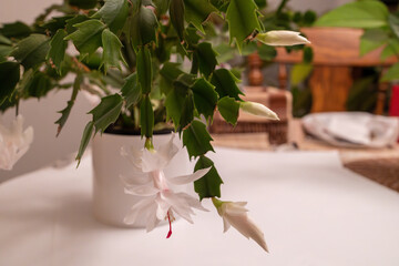 Wall Mural - Macro abstract defocused view of an indoor white and pink Thanksgiving cactus (schlumbergera truncata) flower in bloom