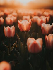 Canvas Print - Pink Tulips Sunset Background