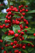 © saratm - Close-up of shiny red berries on Holly branches. lex cornuta bush