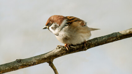 Poster - sparrow on a branch