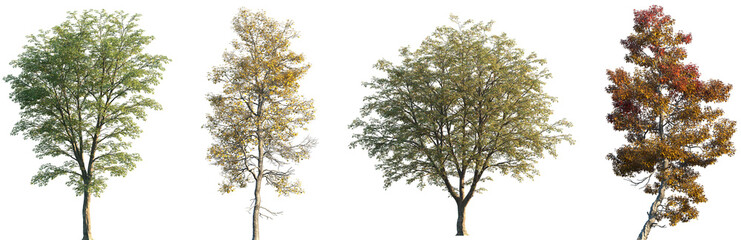 Wall Mural - set of summer ostrya virginiana and autumn acer buergerianum frontal set street trees isolated png o